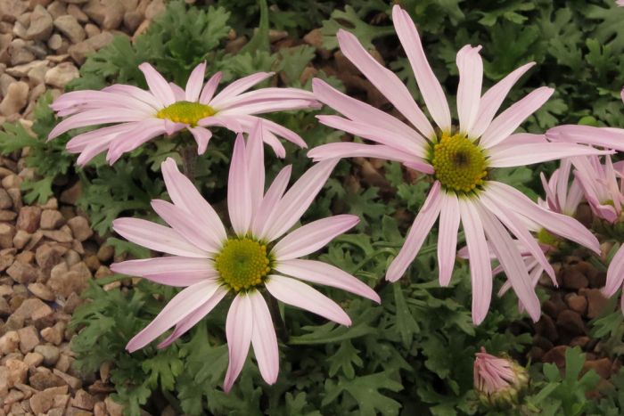 Chrysanthemum Weyrichii (1025)